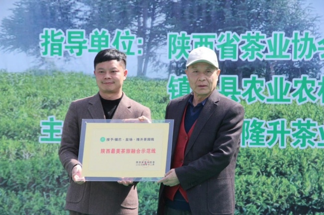 陕西镇巴16.7万亩春茶开采 数字“大脑”助力茶产业高质量发展