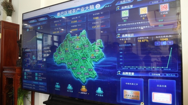 陕西镇巴16.7万亩春茶开采 数字“大脑”助力茶产业高质量发展